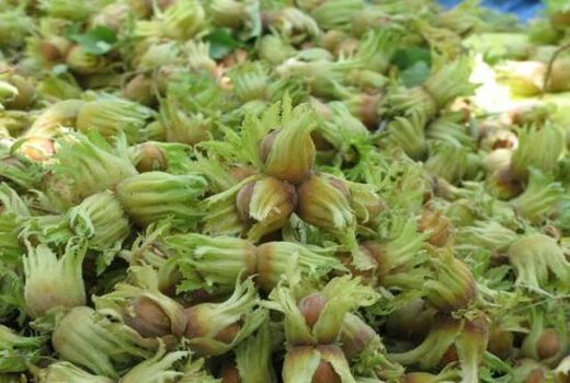 آغاز برداشت فندق در قزوین؛ پیش‌بینی تولید ۲۶۱۸ تن محصول