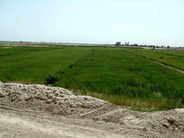 بیش از68 هزارهکتارازاراضی کشاورزی سیستان وبلوچستان زیرکشت گندم رفت