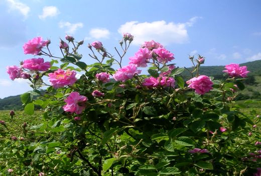 برداشت گل محمدی از گلستان‌های شهرستان خاتم