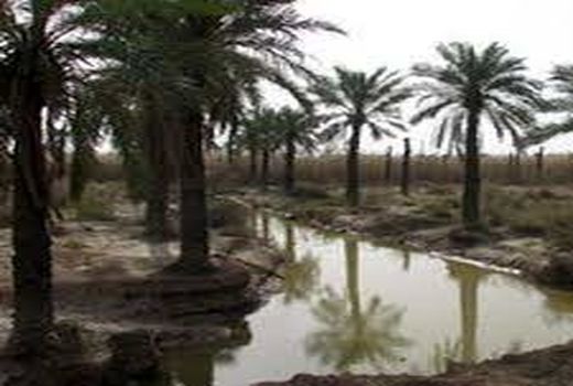 افزایش 14 درصدی تولید خرما در خوزستان