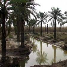 افزایش 14 درصدی تولید خرما در خوزستان