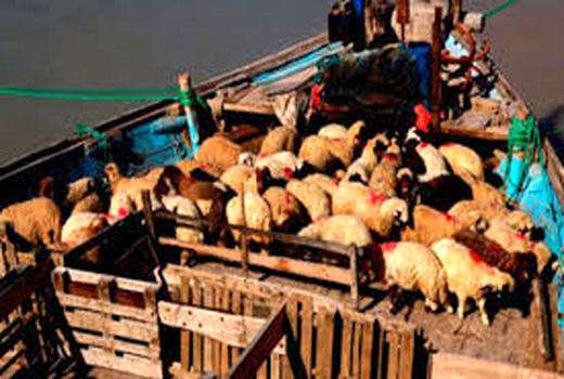 صادرات دام زنده از خوزستان