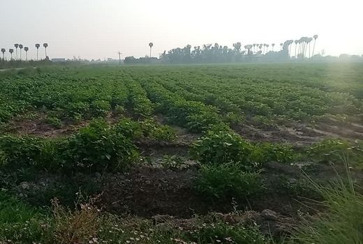 کنترل علف‌های هرز؛ چالشی کلیدی در افزایش تولید ماش و لوبیا چشم‌بلبلی