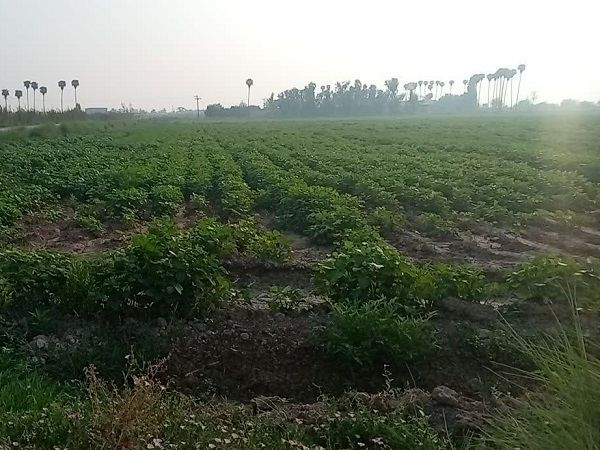 کنترل علفهای هرز؛ چالشی کلیدی در افزایش تولید ماش و لوبیا چشمبلبلی