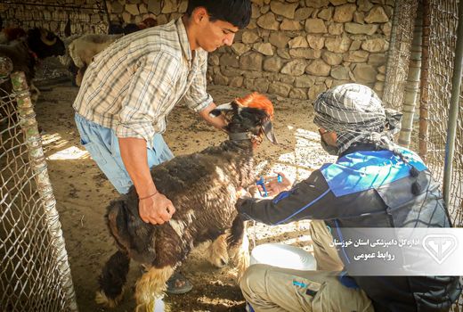 ایمن‌سازی بیش از 300 هزار راس دام سبک علیه بیماری طاعون نشخوارکنندگان کوچک