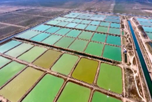 ۲۹ هزار تن میگوی پرورشی در استان بوشهر تولید می‌شود