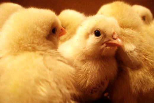 یک میلیون و 434 هزار قطعه جوجه‌ریزی در مرغداری‌های چهارمحال و بختیاری انجام شد