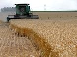 خرید تضمینی ۹۰ هزار تن گندم از کشاورزان کردستانی
