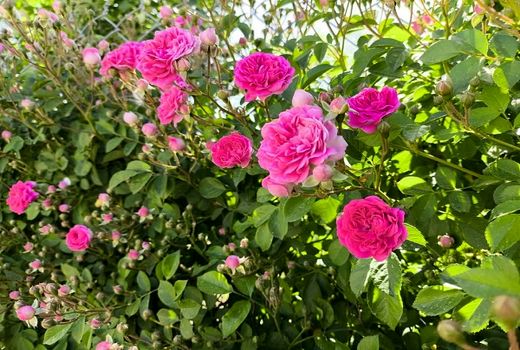 اشتغال فصلی 100 روستایی در گلستان‌های بیضا