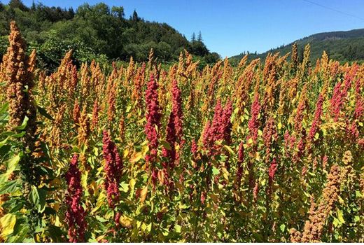 ۱۹ هکتار از کشتزارهای خراسان شمالی به کشت کینوا اختصاص یافت 