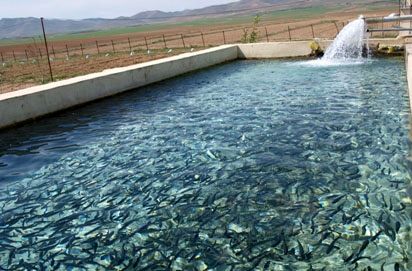 پرورش آبزیان در بزرگترین استخر ذخیره آب کشاورزی کشور