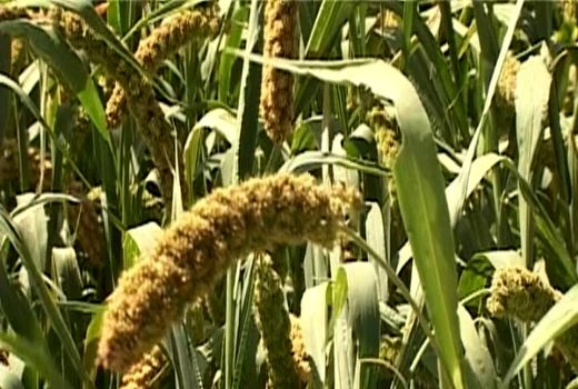 آغاز برداشت ارزن علوفه ای در شرکت سهامی زراعی گلپایگان