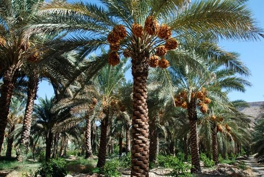 توسعه باغات و اصلاح نخیلات در خوزستان  نیازمند تخصیص آب