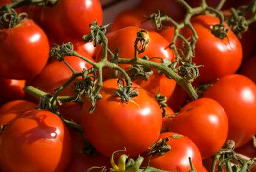 امسال بیش از 565 هزار تن گوجه فرنگی در استان بوشهر تولید می شود
