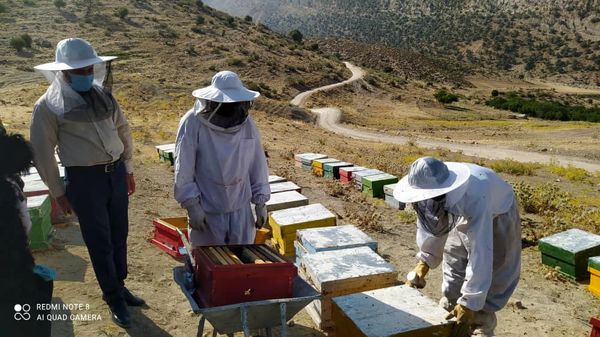 شروع برداشت عسل از زنبورستان های شهرستان ایلام