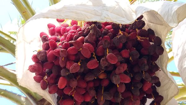 شیوع عارضه خشکیدگی خوشه خرما باعث بروز خساراتی به نخلستانهای شهرستان ریگان شد 