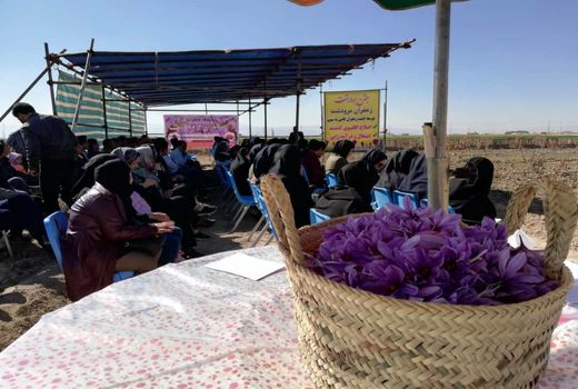 افزایش سطح زیر کشت زعفران در مرودشت