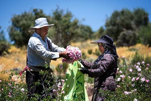 آغاز برداشت گل محمدی در فریدن