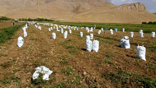آغاز برداشت سیب‌زمینی از مزارع شهرستان فارسان
