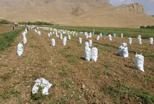 آغاز برداشت سیب‌زمینی از مزارع شهرستان فارسان