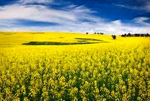 خرید تضمینی ۶۰۰ تن کلزا از بهره برداران استان اصفهان