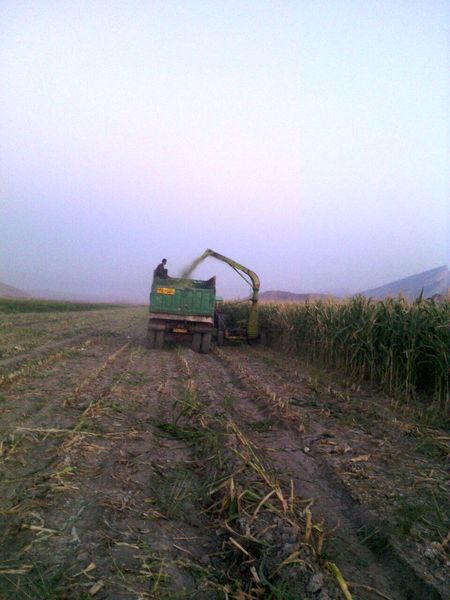 آغاز برداشت ذرت علوفه‌ای  در شهرستان دره شهر 