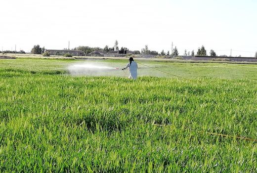 مبارزه با زنگ زرد غلات در منطقه سیستان متوقف شد