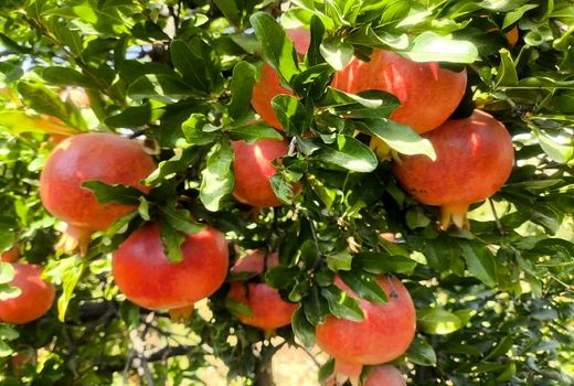 ارسال 7 هزار تن انار بیضا به میادین میوه و تره‌بار