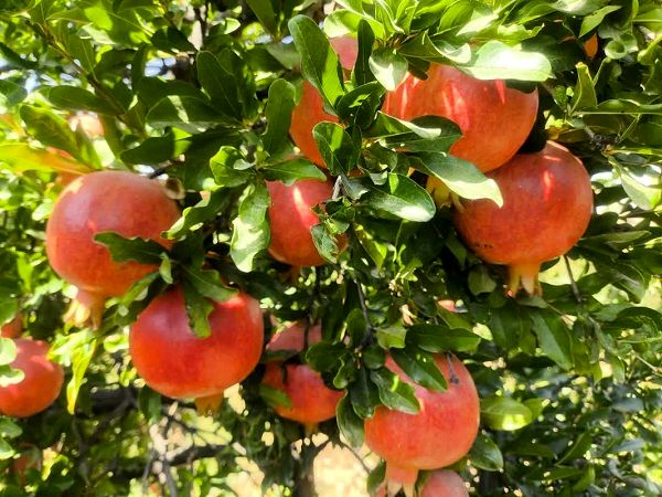 ارسال 7 هزار تن انار بیضا به میادین میوه و ترهبار