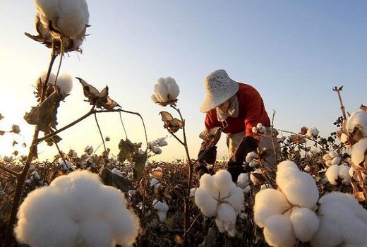 نمایشگاه عکس پنبه در وزارت جهاد کشاورزی افتتاح می‌شود