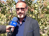 پیش بینی برداشت بیش از ۳۸۵۰ تن پسته تر در یامچی شهرستان مرند