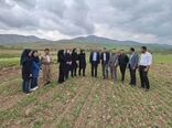 جهش تولید علوفه‌های دیم در آذربایجان غربی؛ بیش از ۱۹ هزار هکتار زیر کشت رفت