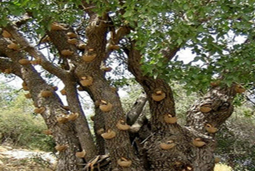 صدور مجوز برداشت سقز از جنگل‌های زاگرس