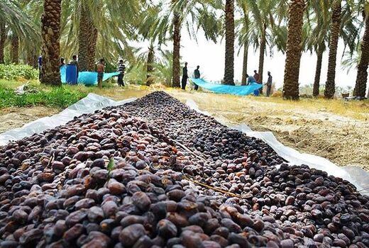 کارگاه آموزشی برداشت بهداشتی خرما در شهرستان ریگان برگزار شد