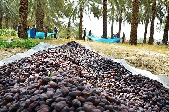 کارگاه آموزشی برداشت بهداشتی خرما در شهرستان ریگان برگزار شد