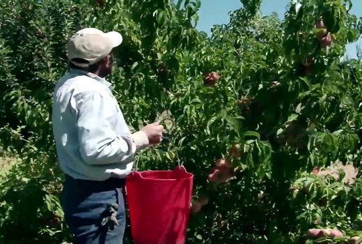 پیش بینی برداشت ۲۸ هزار تن میوه تابستانی در مراغه