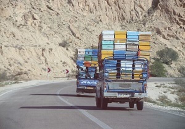 کوچ 100 هزار کلنی زنبور عسل به چهارمحال و بختیاری آغاز شد