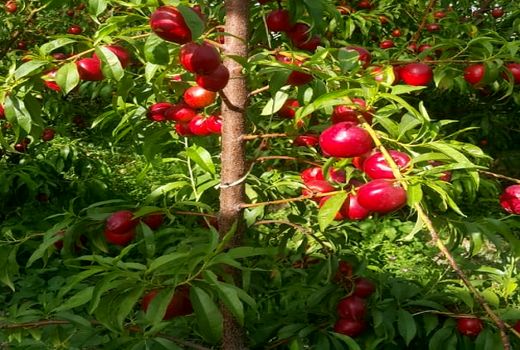 برآورد تولید 3 هزار تن میوه هسته دار در نی ریز