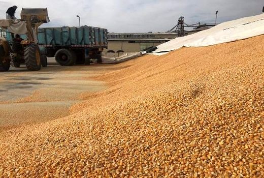  در سال ۱۴۰۰یک میلیون و ۲۲۰ هزار تُن نهاده دامی در اصفهان توزیع شد