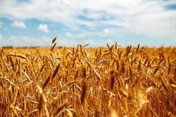 ذخیره بیش از ۴ میلیون تن گندم در انبارهای شرکت بازرگانی دولتی ایلام