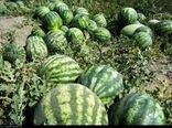 تغییر الگوی کشت در کردستان ضروری است