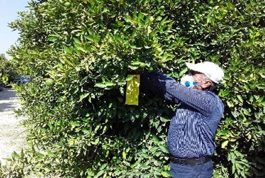 صدور نخستین گواهی محصول سالم مرکبات در کازرون