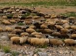 سرانه دام خانوارهای عشایری خراسان شمالی بیش از میانگین کشوری است 