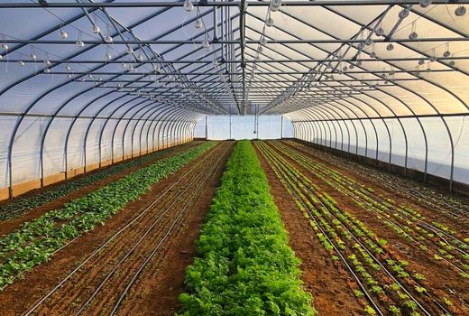 توسعه سطح زیر کشت محصولات گلخانه ای در شهرستان کیار 