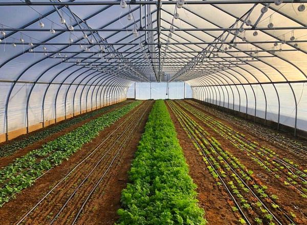 توسعه سطح زیر کشت محصولات گلخانه ای در شهرستان کیار 