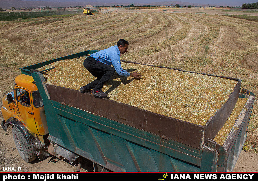برداشت گندم