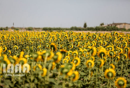 پیش‌بینی برداشت 11300 تن دانه آفتابگردان آجیلی از مزارع استان کرمانشاه
