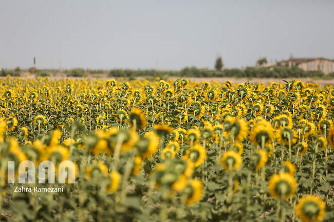 مزارع گل آفتابگردان 