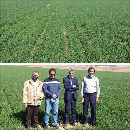 ایجاد سایت الگویی در طرح گندم بنیان کوار 