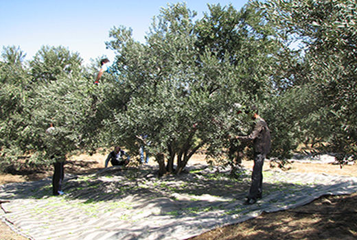 آغاز برداشت زیتون سبز از باغ های استان قزوین